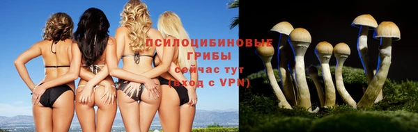 индика Богданович